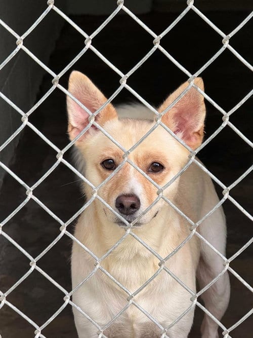 Photo of Homer, adoptable Carolina Dog in Shillington, Pennsylvania