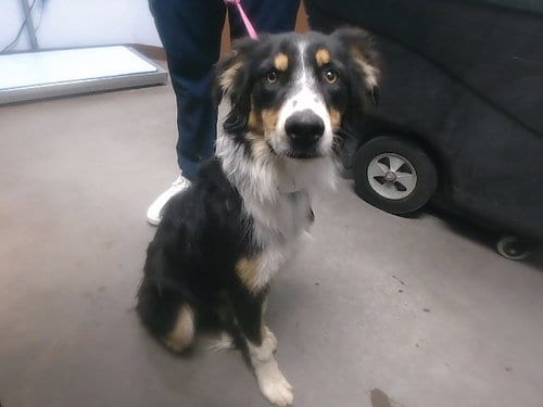 Photo of Drake, adoptable Border Collie in Phoenix, Arizona