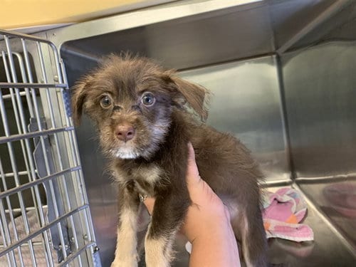 Photo of Brain, adoptable Chihuahua in Grand Prairie, Texas