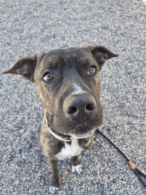 Photo of Tank, adoptable Dutch Shepherd in Mesa, Arizona