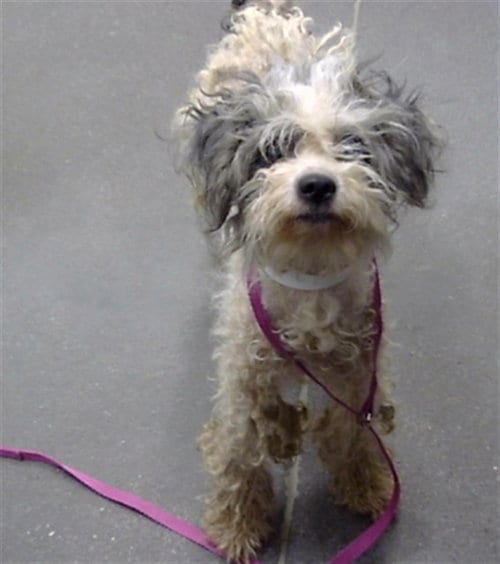 Photo of Gertie, adoptable Poodle (Toy) in Mesa, Arizona