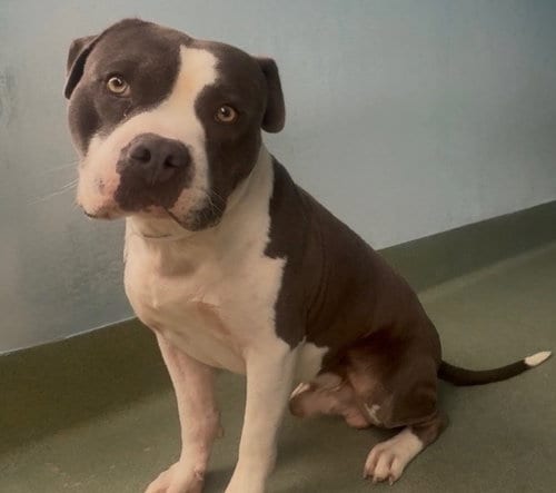 Photo of Chevy, adoptable American Staffordshire Terrier in Baldwin Park, California