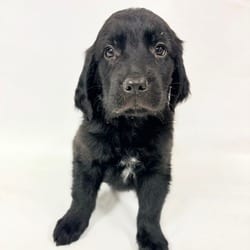 Photo of 1160 (2026) Soot, adoptable Goldendoodle Mixed Breed (Medium) in Parker, Colorado