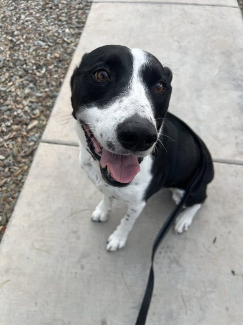 Photo of Mozzi, adoptable Cattle Dog in Chandler, Arizona