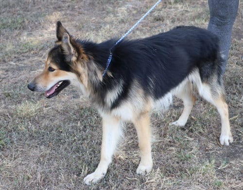 Photo of Husky Curly, adoptable German Shepherd Dog in Pflugerville, Texas