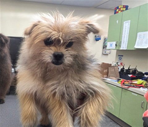 Photo of Jarritos, adoptable Yorkshire Terrier Yorkie in Los Angeles, California