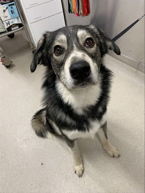 Photo of Bandit, adoptable Great Pyrenees in Fairbanks, Alaska