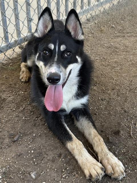 Photo of Blink, adoptable Siberian Husky in Riverside, California