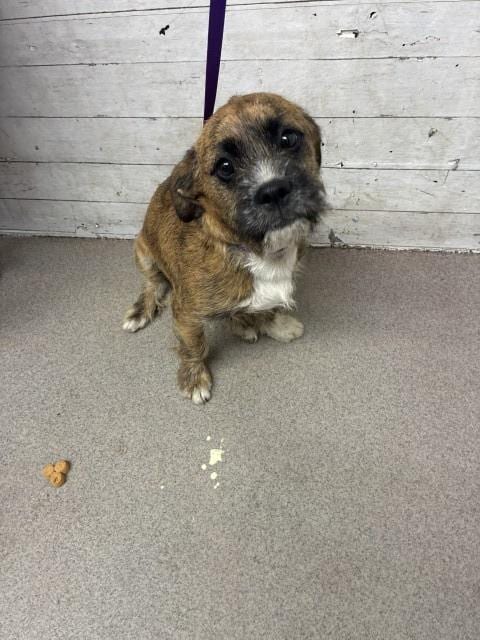 Photo of Barrington, adoptable Terrier in San Bernardino, California