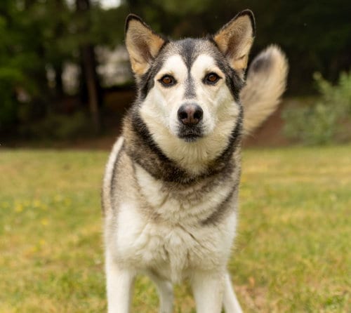 Photo of Lolli, adoptable Husky in Durham, North Carolina