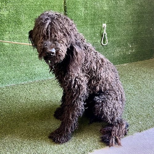 Photo of Onyx, adoptable Labrador Retriever in Lancaster, California