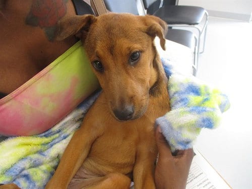 Photo of A391309, adoptable Labrador Retriever in Ocala, Florida