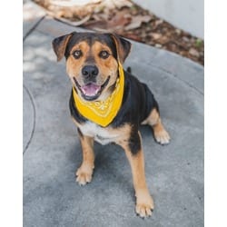 Photo of Bug, adoptable Black and Tan Coonhound in Doral, Florida