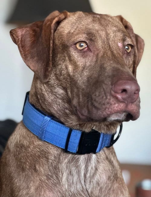 Photo of Levi, adoptable Catahoula Leopard Dog in Royal Palm Beach, Florida