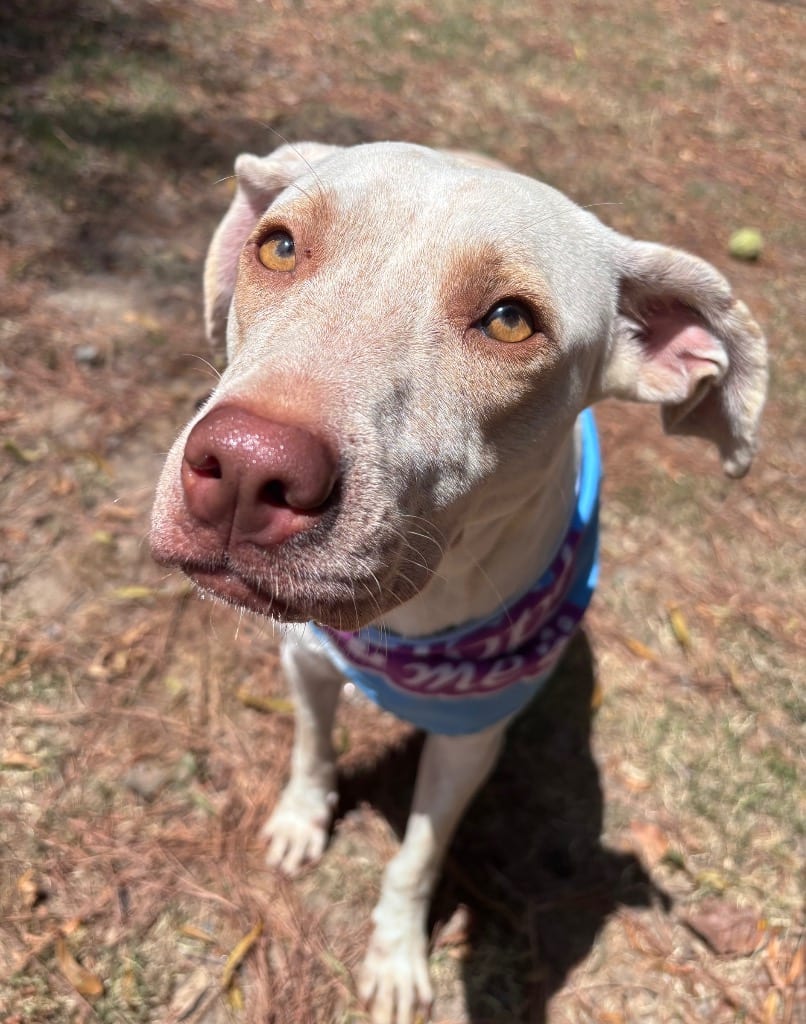 Photo of Elena, adoptable Labrador Retriever in Little Rock, Arkansas