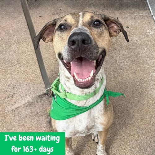 Photo of Fizz, adoptable Shepherd in Washington, District of Columbia