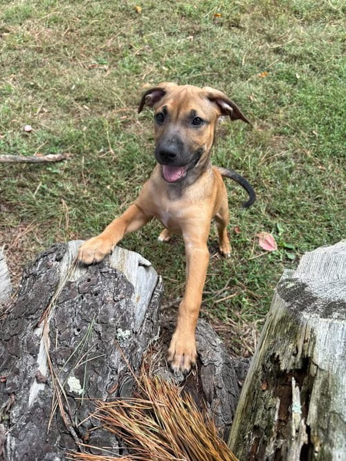 Photo of Chloe, adoptable Black Mouth Cur in Berlin, New Jersey