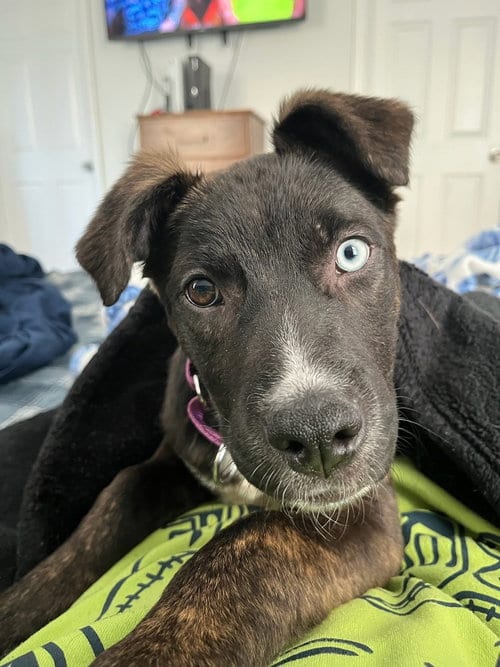 Photo of Lyla, adoptable Terrier in Willingboro, New Jersey