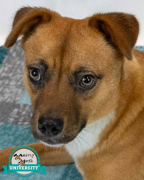Photo of Weston, adoptable Terrier in Kennesaw, Georgia