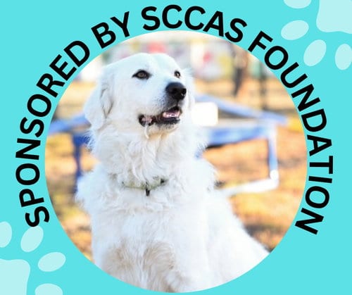 Photo of Maya, adoptable Great Pyrenees in Santa Cruz, California