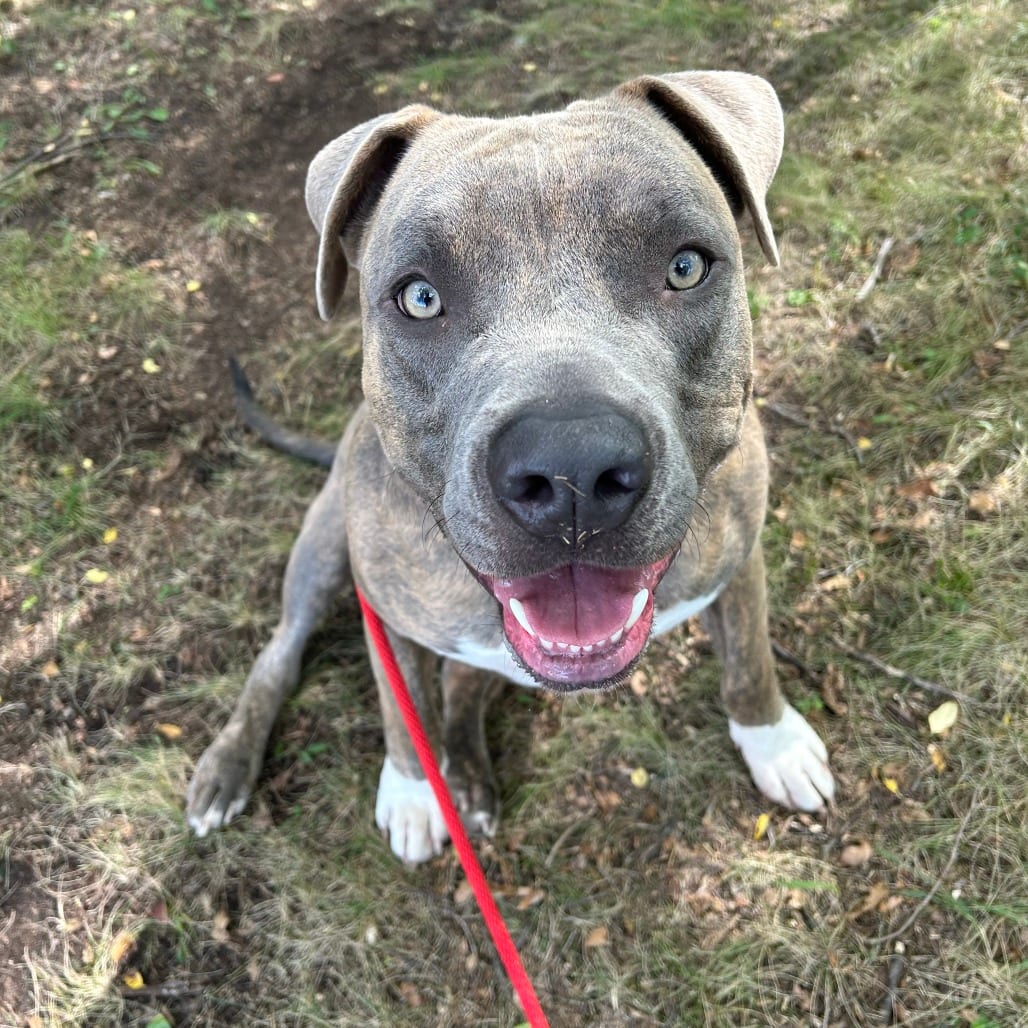 Photo of Ziggy, adoptable Terrier, American Staffordshire / Mixed Breed (Large) in St. Cloud, Minnesota
