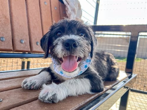 Photo of Domino, adoptable German Wirehaired Pointer in Orange, California