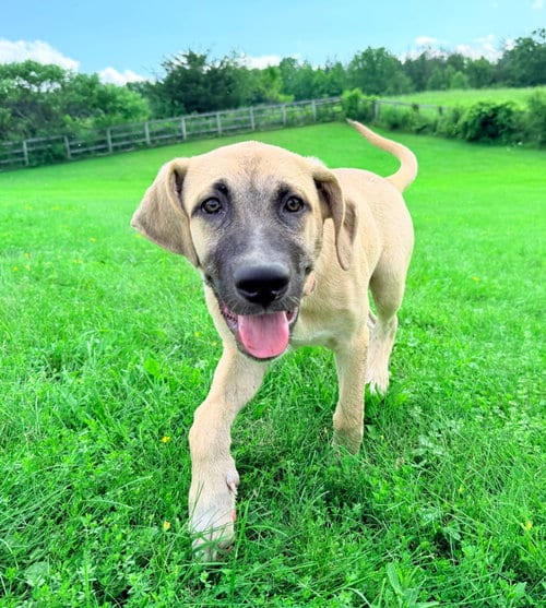 Photo of Roux, adoptable Hound in Hudson, New York