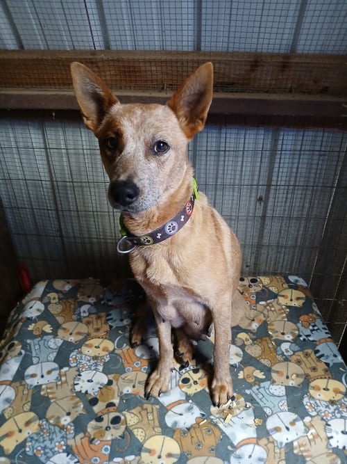 Photo of Annie, adoptable Australian Cattle Dog/Blue Heeler in Green Forest, Arkansas