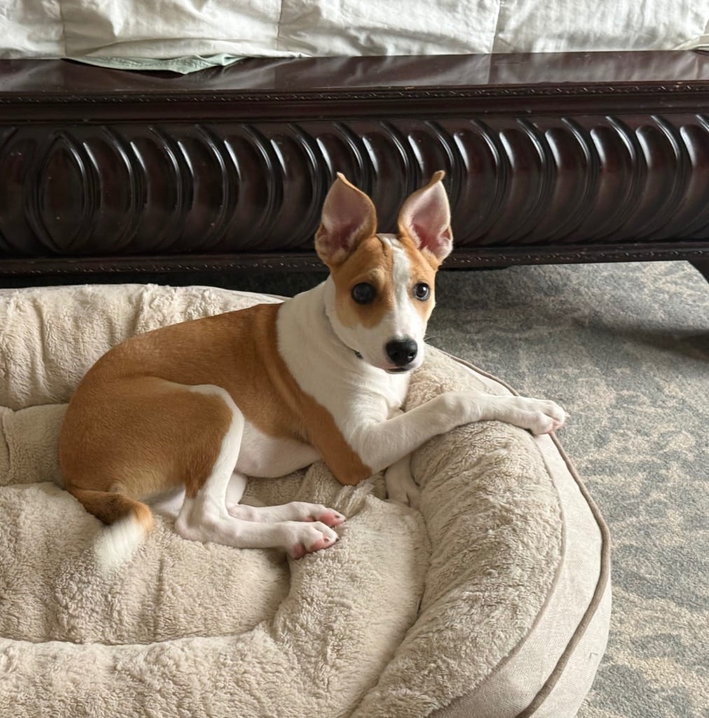 Photo of Katydid, adoptable Border Collie in Texas