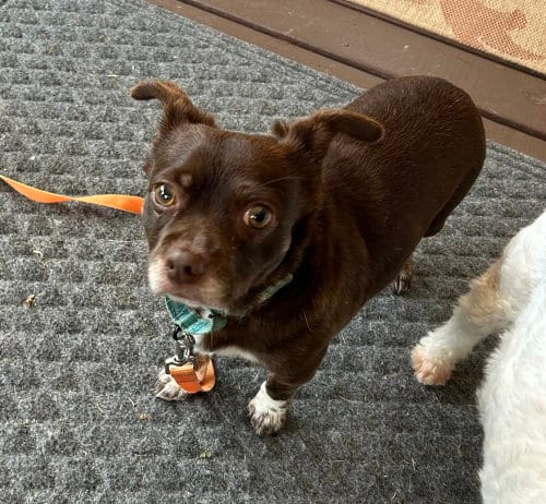 Photo of Rusty, adoptable Chihuahua in Springdale, Pennsylvania