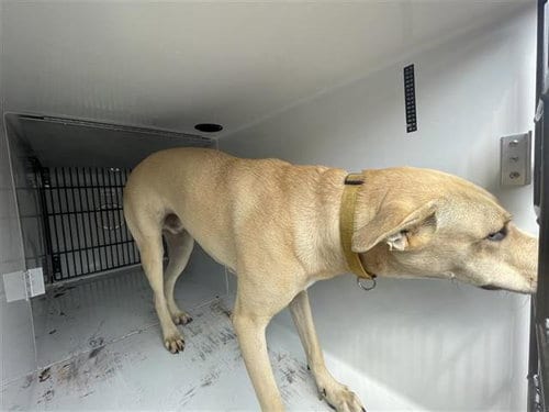 Photo of Cadillac, adoptable Staffordshire Bull Terrier in Houston, Texas