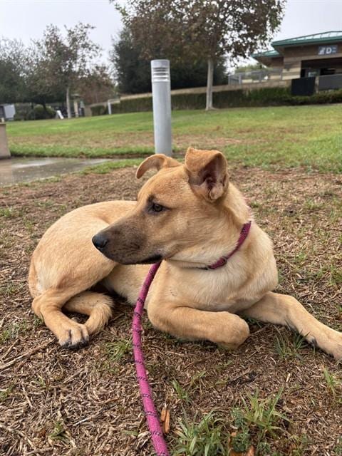 Photo of Almond, adoptable Chinese Shar-Pei in Riverside, California