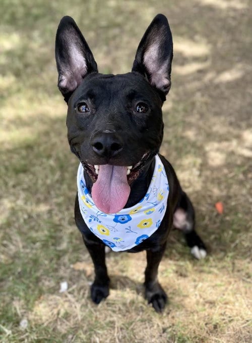 Photo of Tandy, adoptable Pit Bull Terrier in Tulsa, Oklahoma