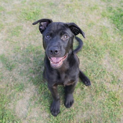 Photo of Dr.Pupper, adoptable Labrador Retriever in Waco, Texas