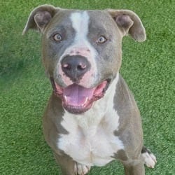 Photo of Truth 9357, adoptable American Pit Bull Terrier in Loxahatchee, Florida