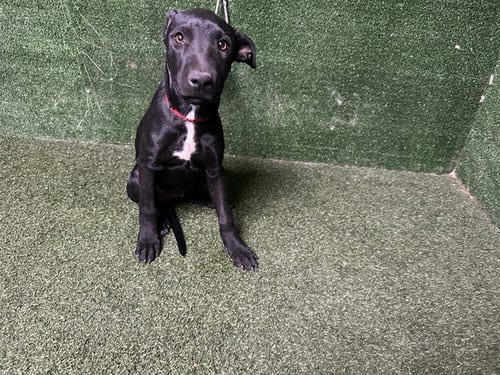 Photo of Lorna, adoptable German Shepherd Dog in Lancaster, California