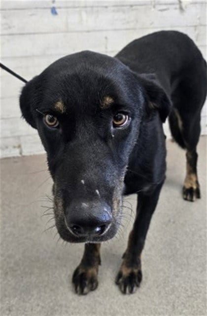 Photo of Ridge, adoptable German Shepherd Dog in San Bernardino, California