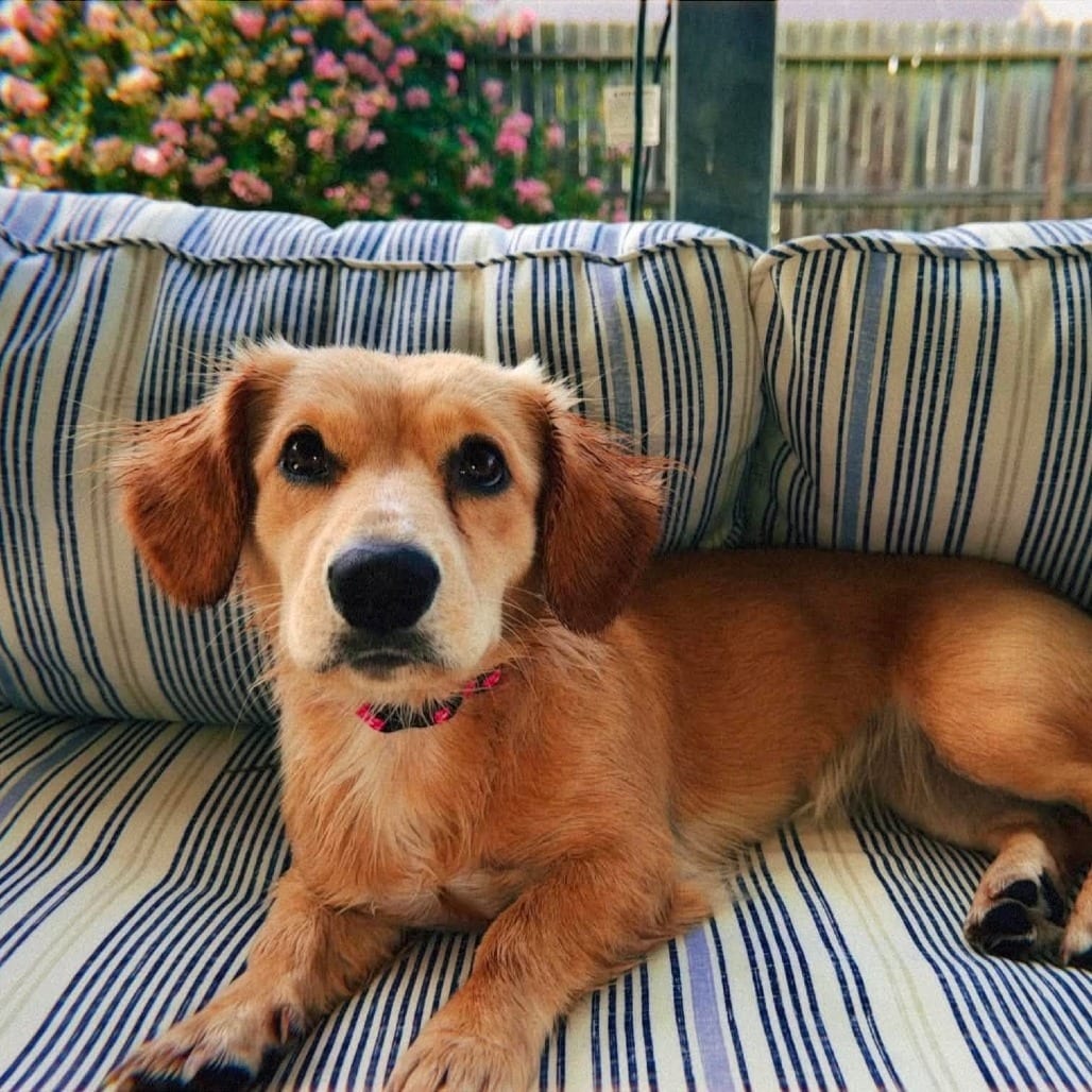Photo of Skye D12345, adoptable Spaniel, Cocker / Dachshund in Princeton area, Minnesota