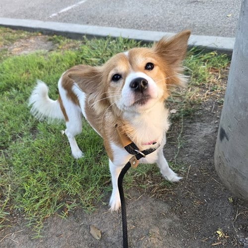 Photo of Swiper, adoptable Pomeranian in Long Beach, California