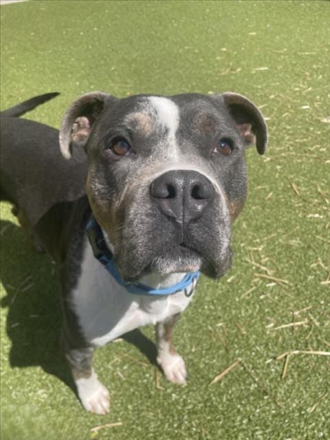 Photo of Lewis, adoptable American Pit Bull Terrier in Derwood, Maryland