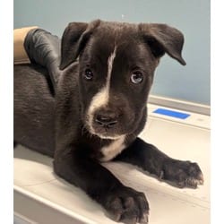 Photo of Allie, adoptable Golden Retriever in San Antonio, Texas