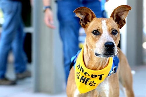 Photo of Zipper, adoptable Australian Cattle Dog/Blue Heeler in Albuquerque, New Mexico