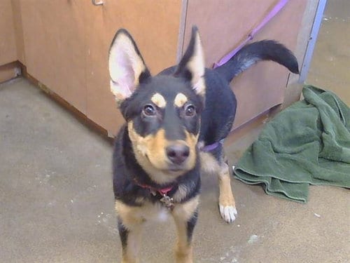 Photo of Casey Becker, adoptable German Shepherd Dog in Sacramento, California