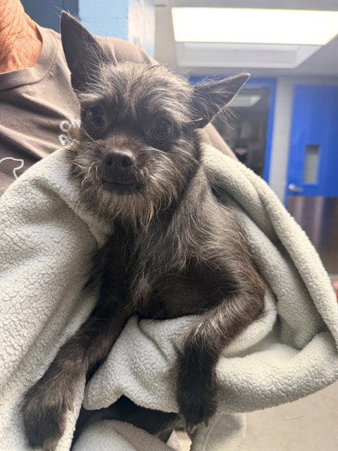 Photo of Bullet, adoptable Chihuahua in Albuquerque, New Mexico
