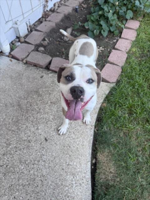 Photo of Duke, adoptable American Bulldog in Houston, Texas