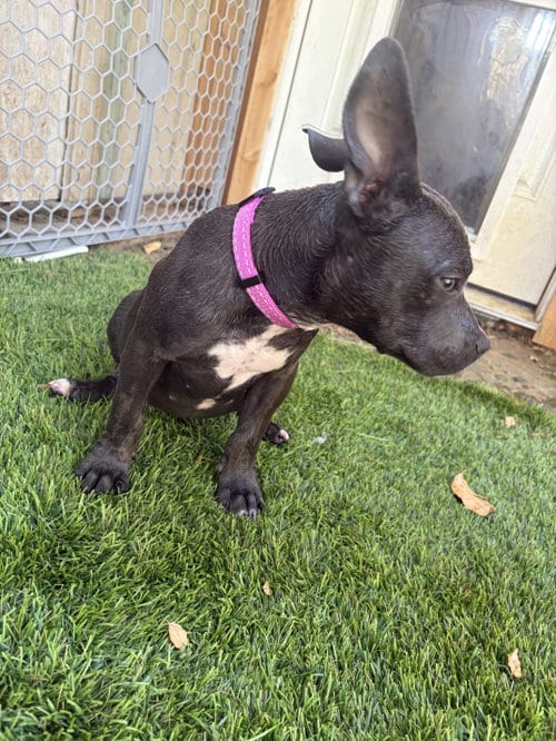 Photo of Sanderson Sisters - Sarah, adoptable American Staffordshire Terrier in San Diego, California