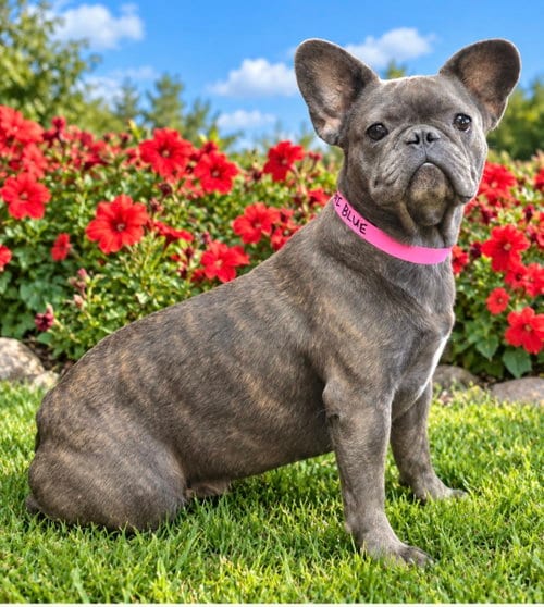Photo of Bonnie Blue, adoptable French Bulldog in Bon Carbo, Colorado