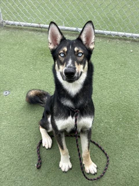 Photo of Lobo, adoptable Siberian Husky in Los Angeles, California