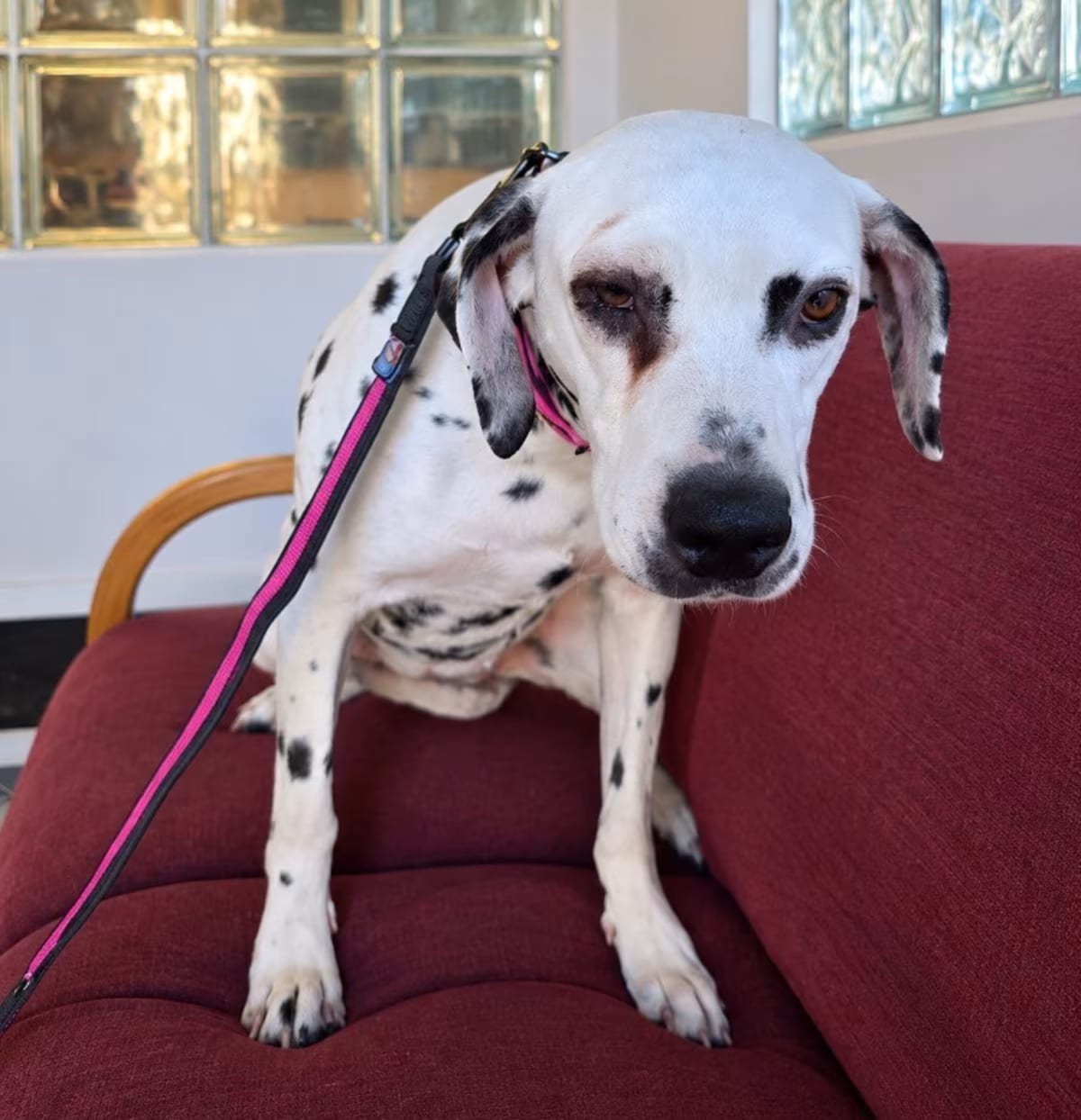 Photo of Perdy, adoptable Dalmatian in Reno, Nevada