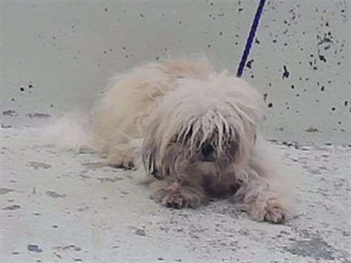 Photo of Woofy, adoptable Shih Tzu in Houston, Texas